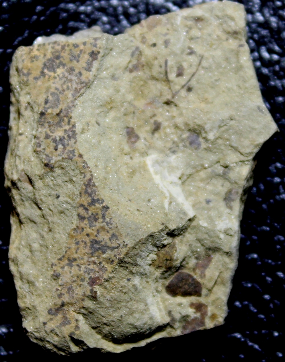 Hostinella