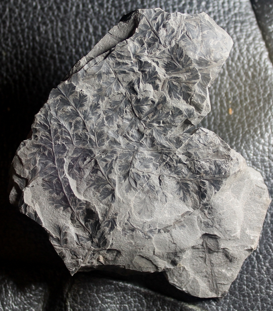 Diplotmema palmatopteroides