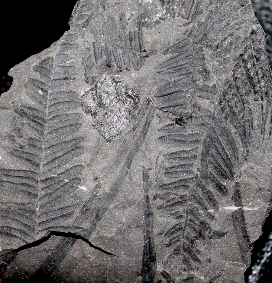 Neuralethopteris schlehani