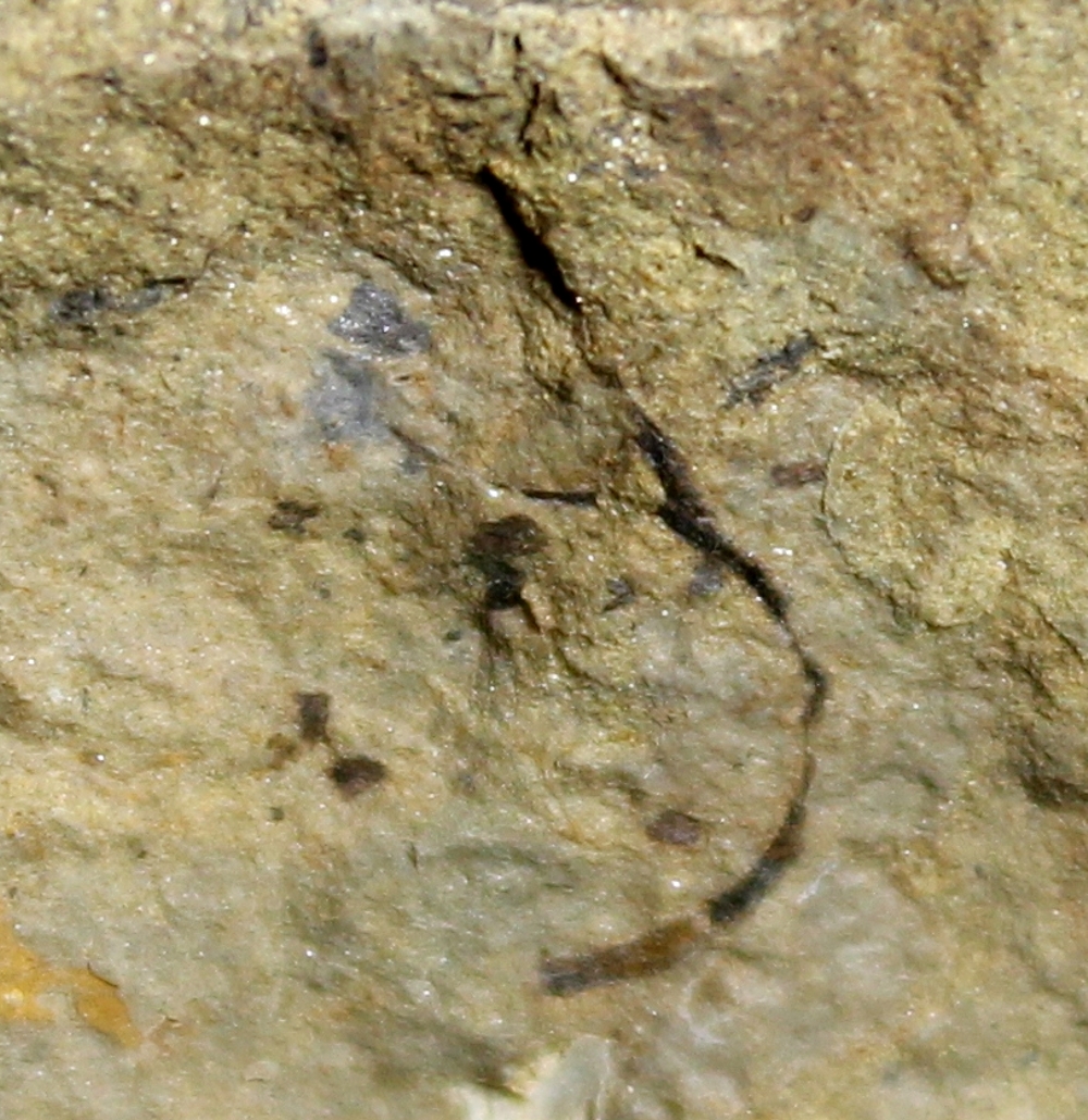 Cooksonia