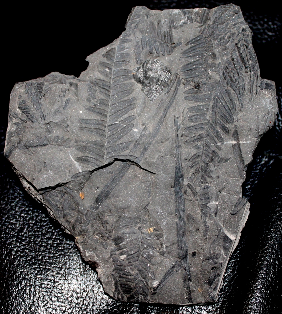 Neuralethopteris schlehani