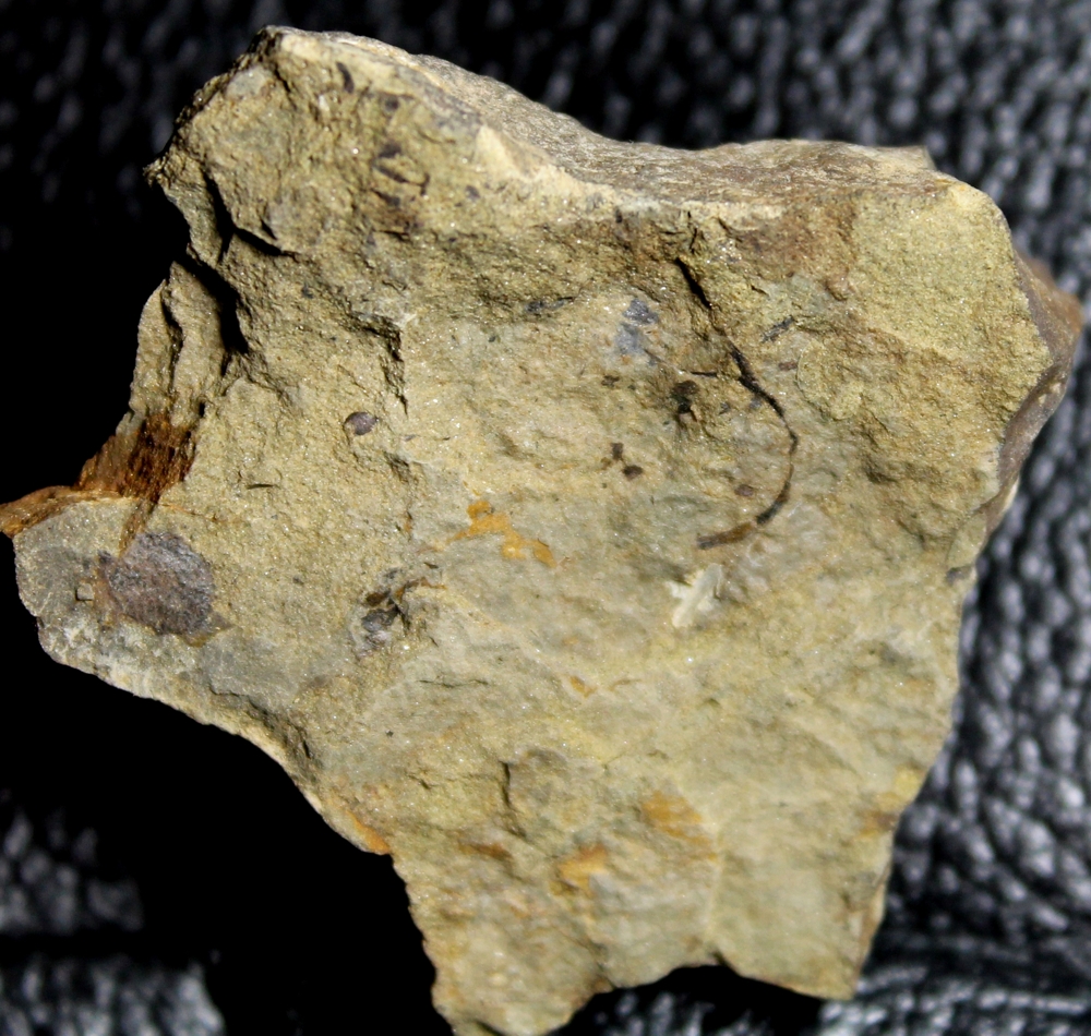 Cooksonia