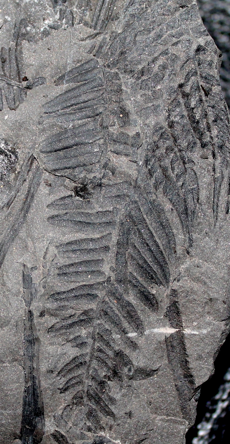 Neuralethopteris schlehani