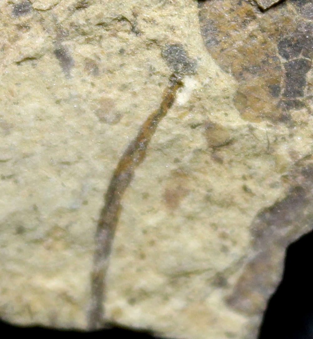 Cooksonia