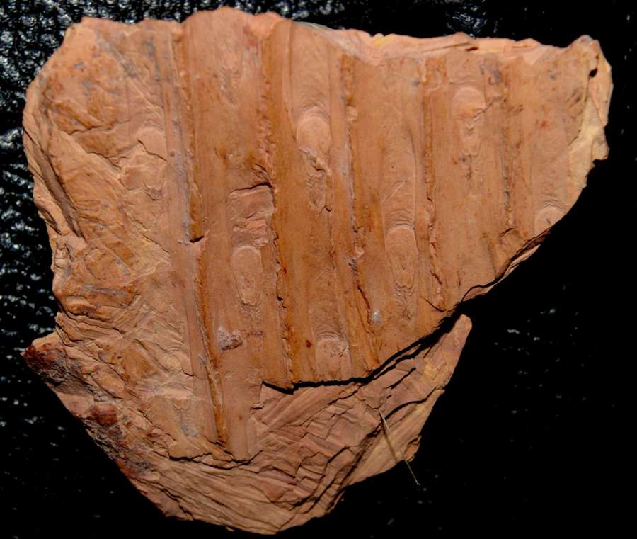 fossil bark