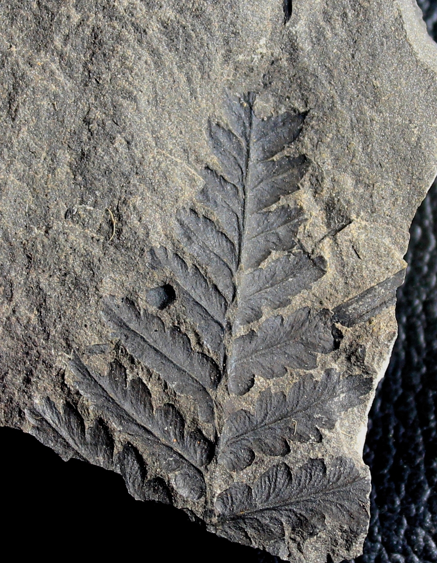 Mariopteris muricata