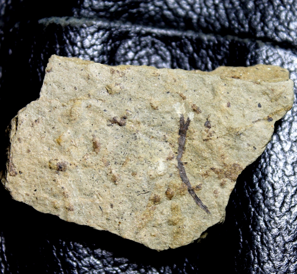Cooksonia