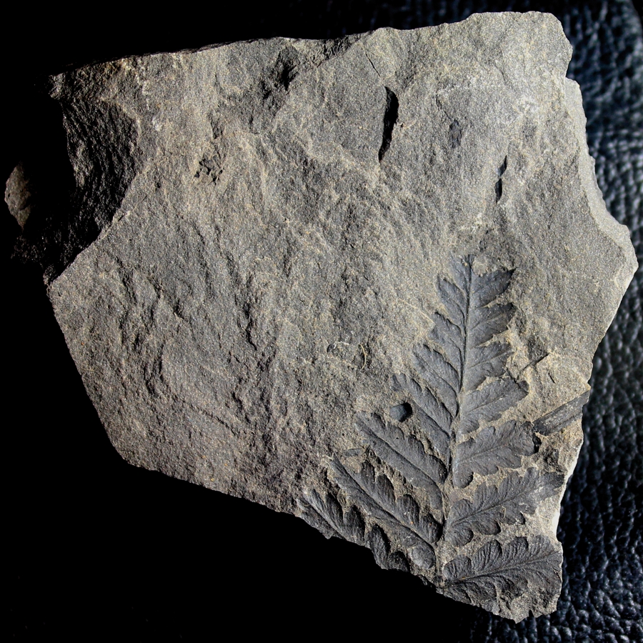 Mariopteris muricata