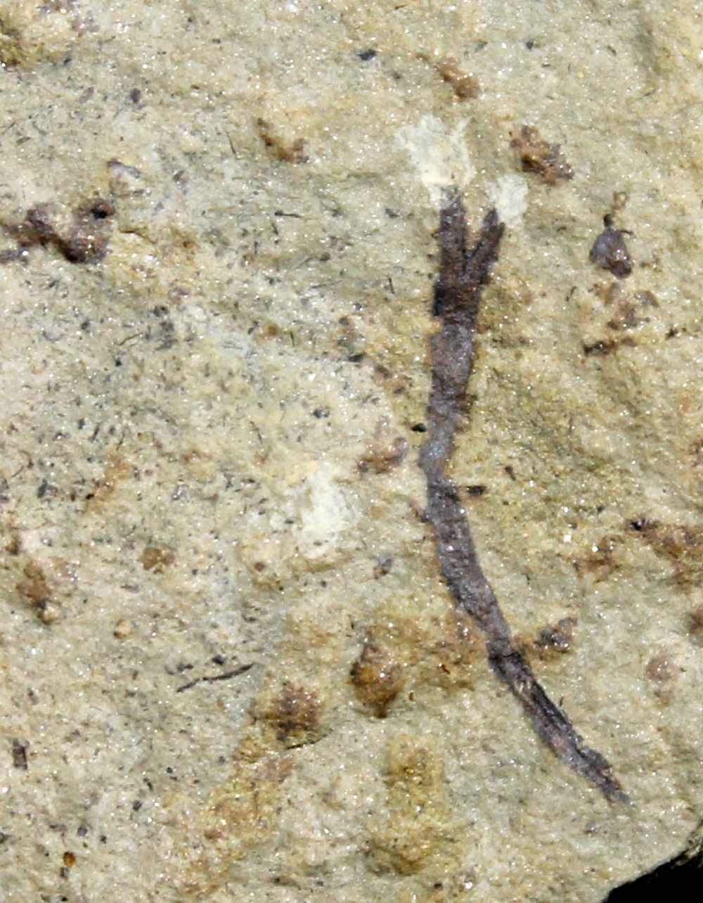 Cooksonia