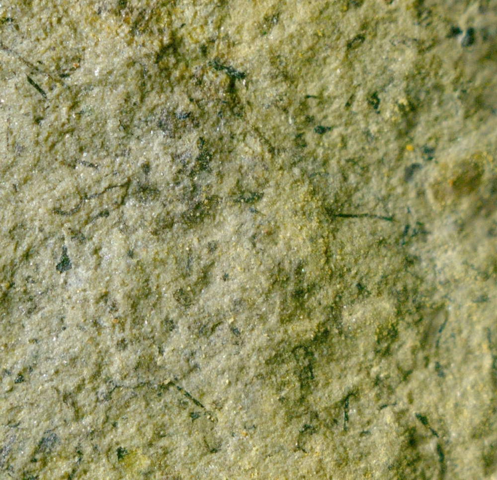Cooksonia