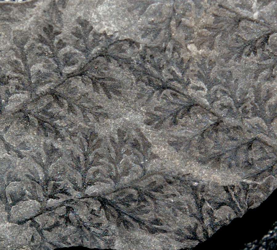 fossil fern