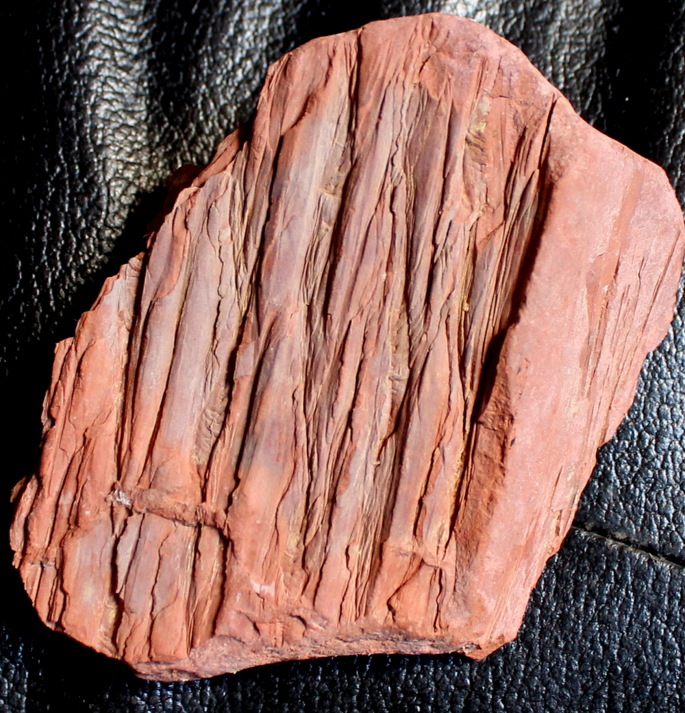 Lepidodendron rimosum