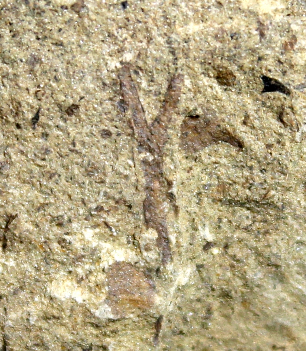 Cooksonia