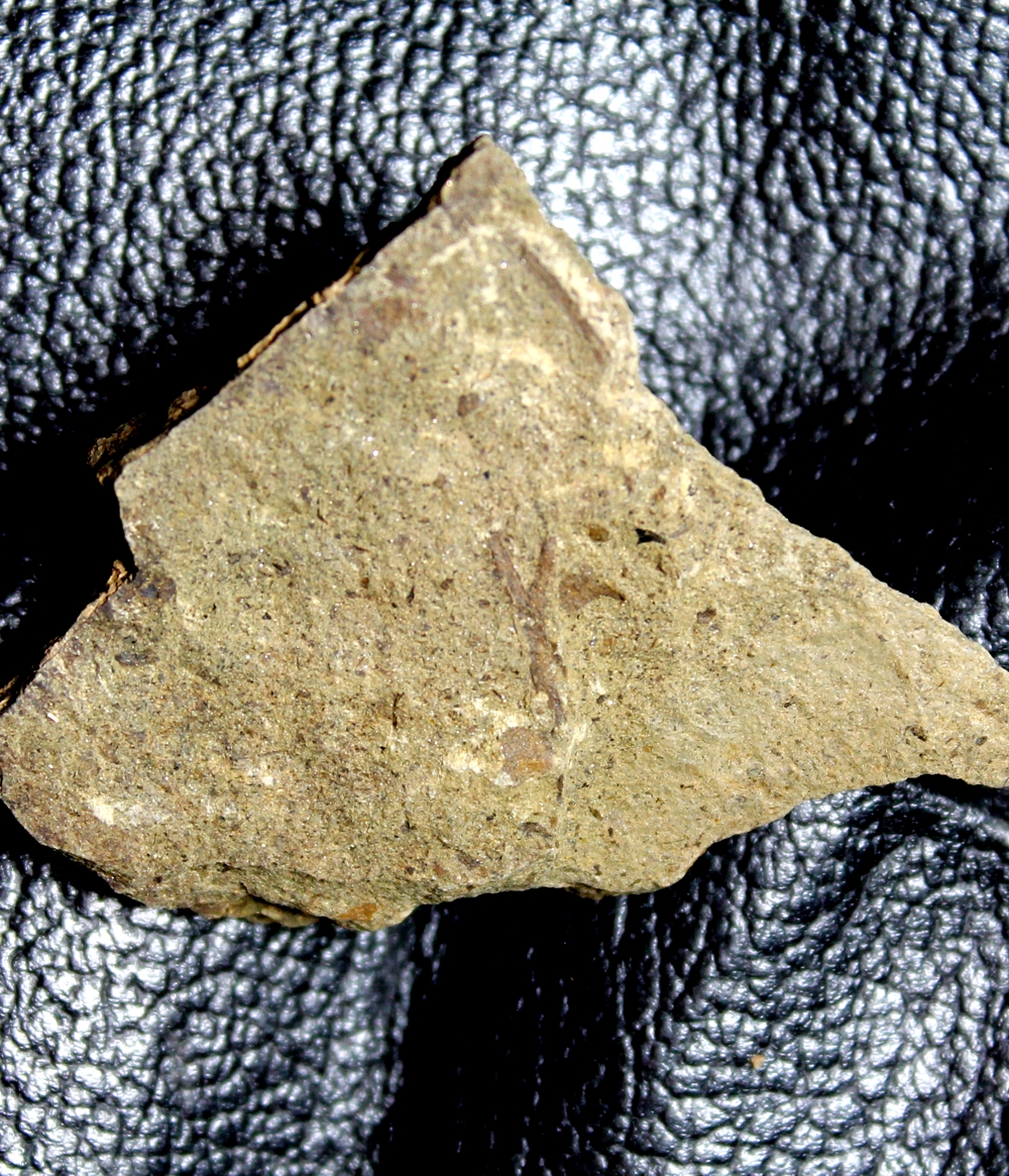 Cooksonia