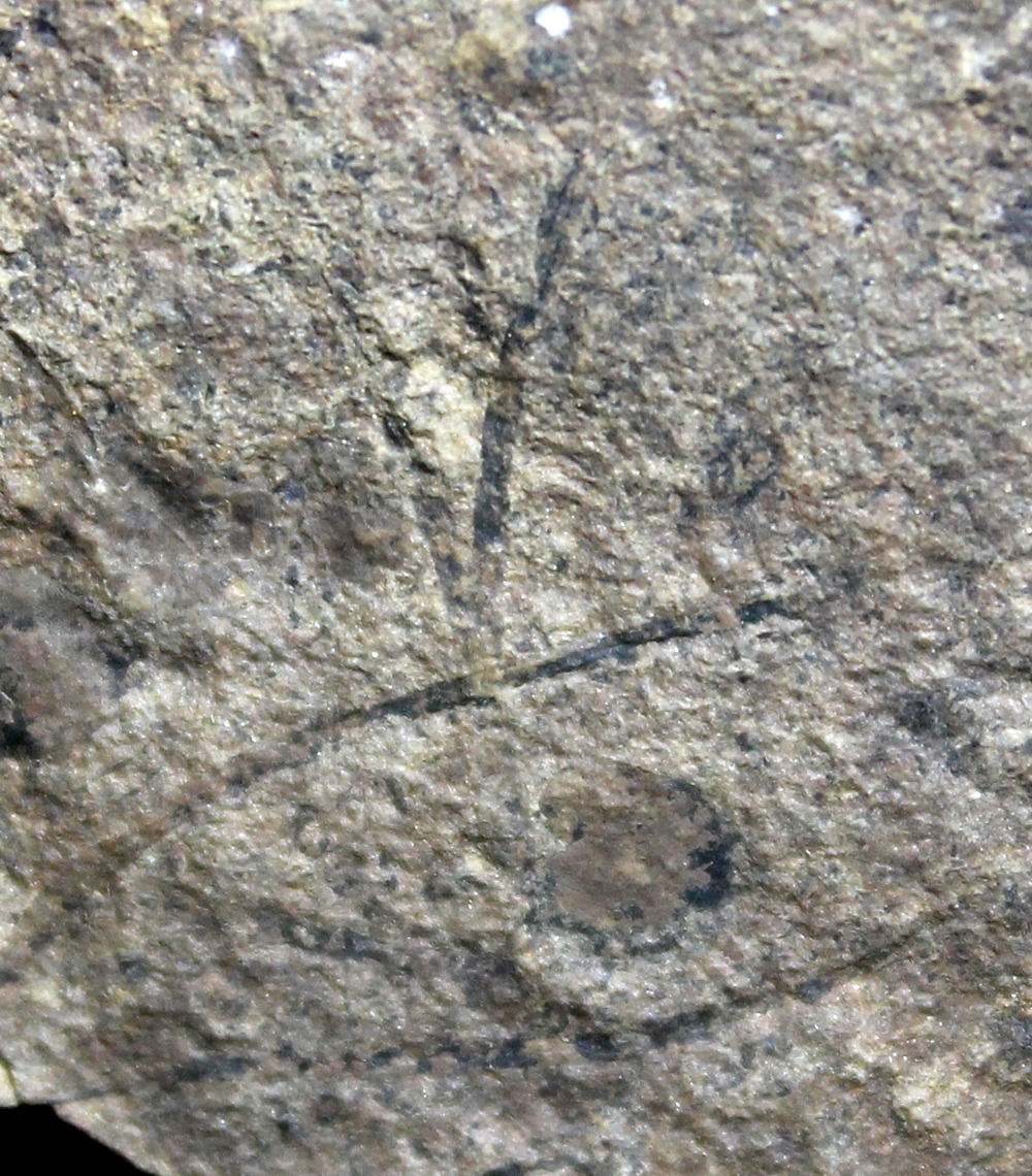 Cooksonia