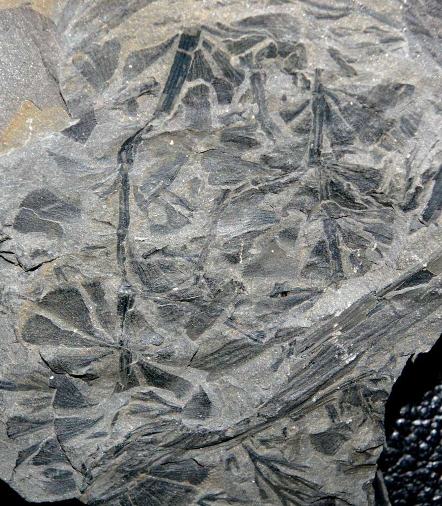 calamite plante fossile