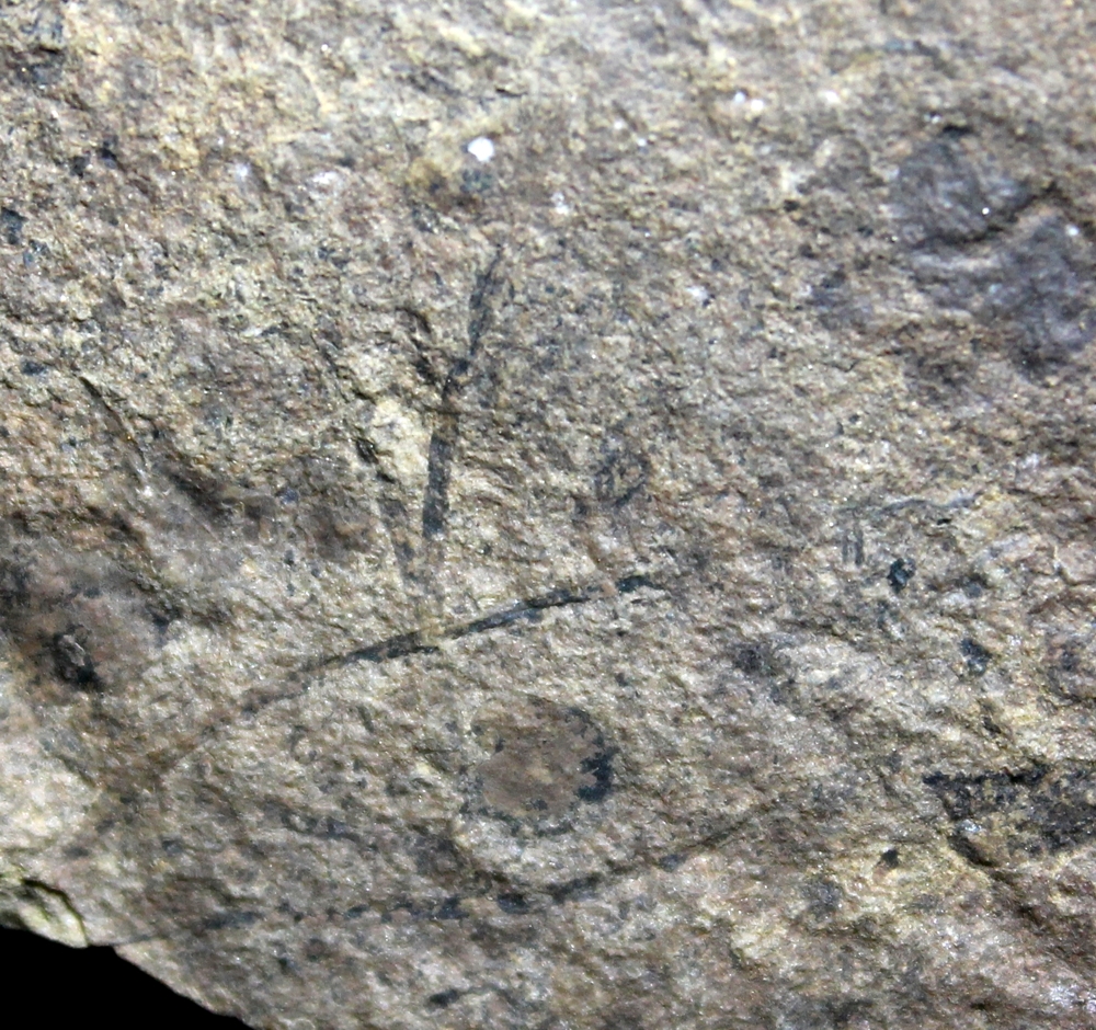 Cooksonia