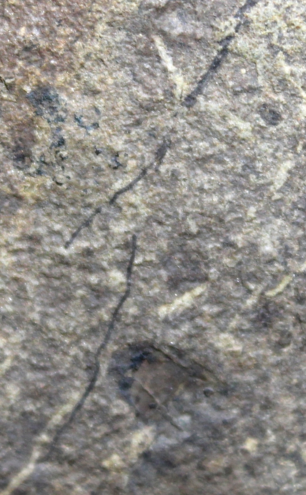 Cooksonia
