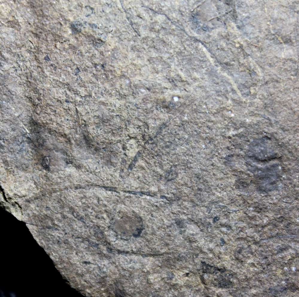 Cooksonia