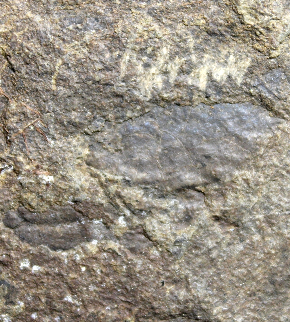Cooksonia