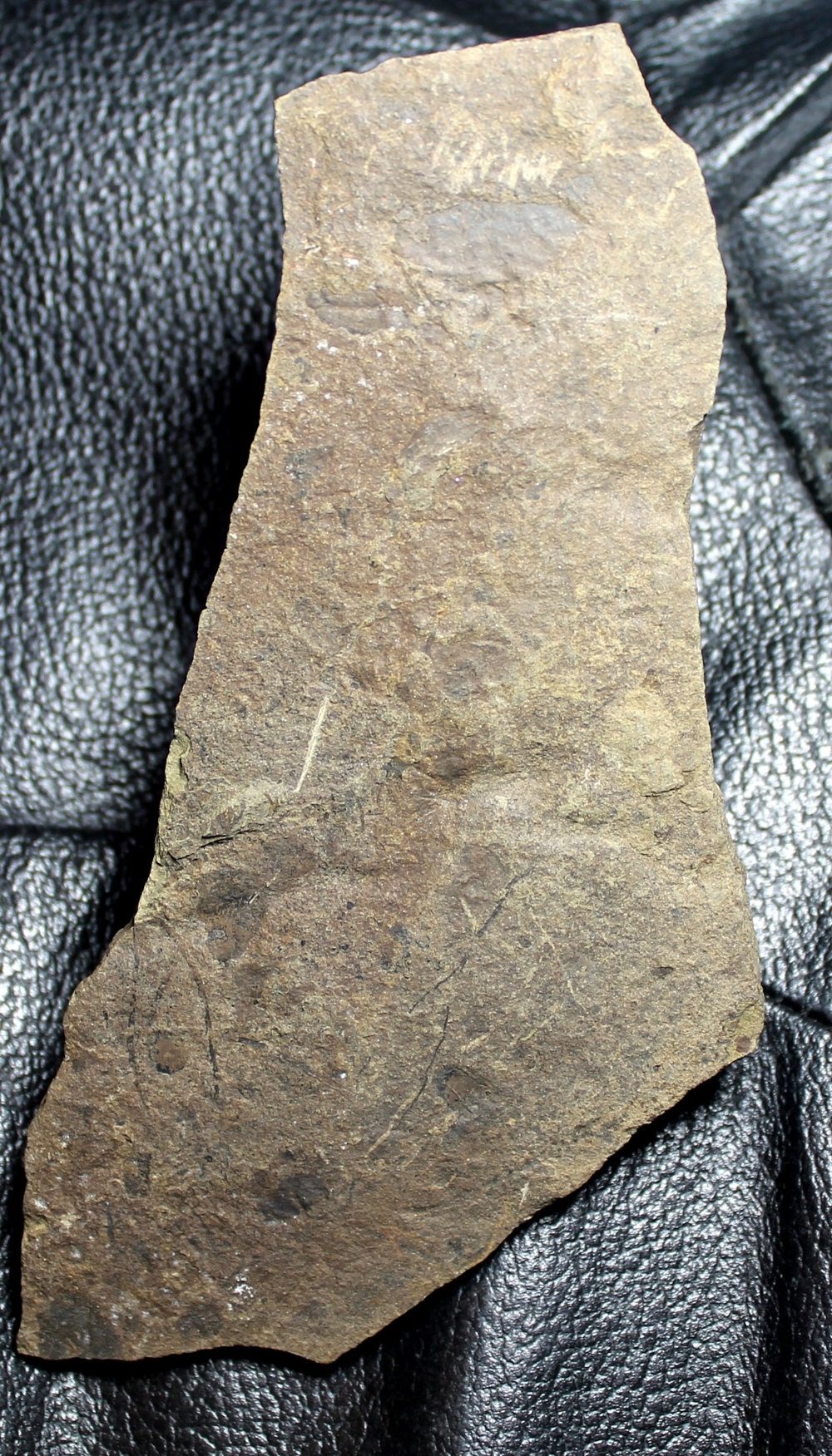 Cooksonia