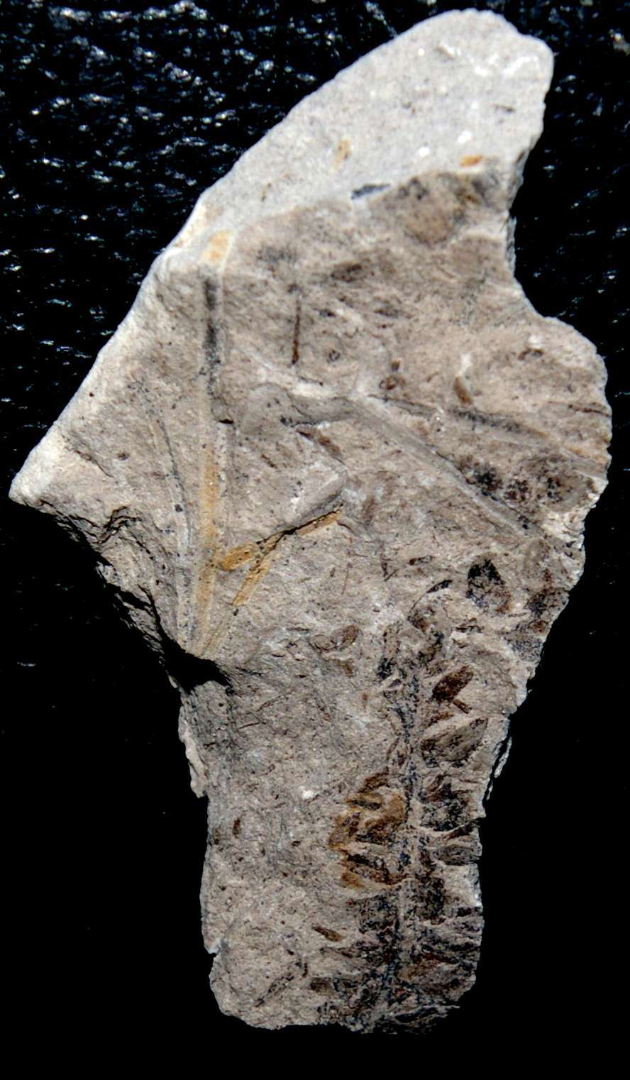 Jurassic fertile fossil organ