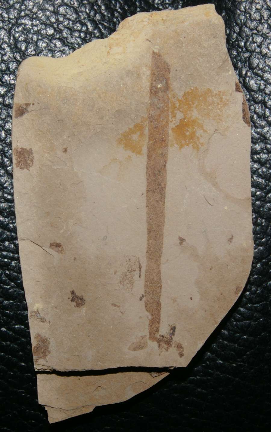 Fossil algae