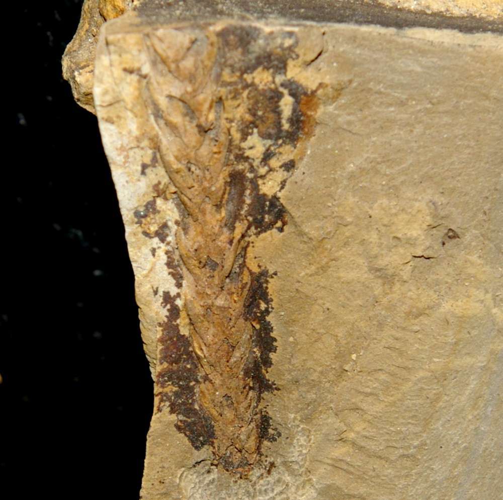 Culmitzschia parvifolia