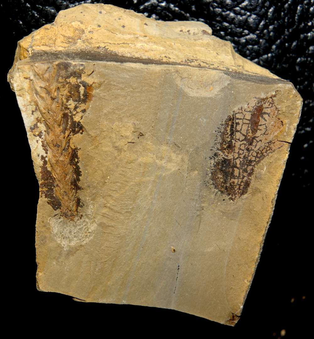 Permian fossil plant