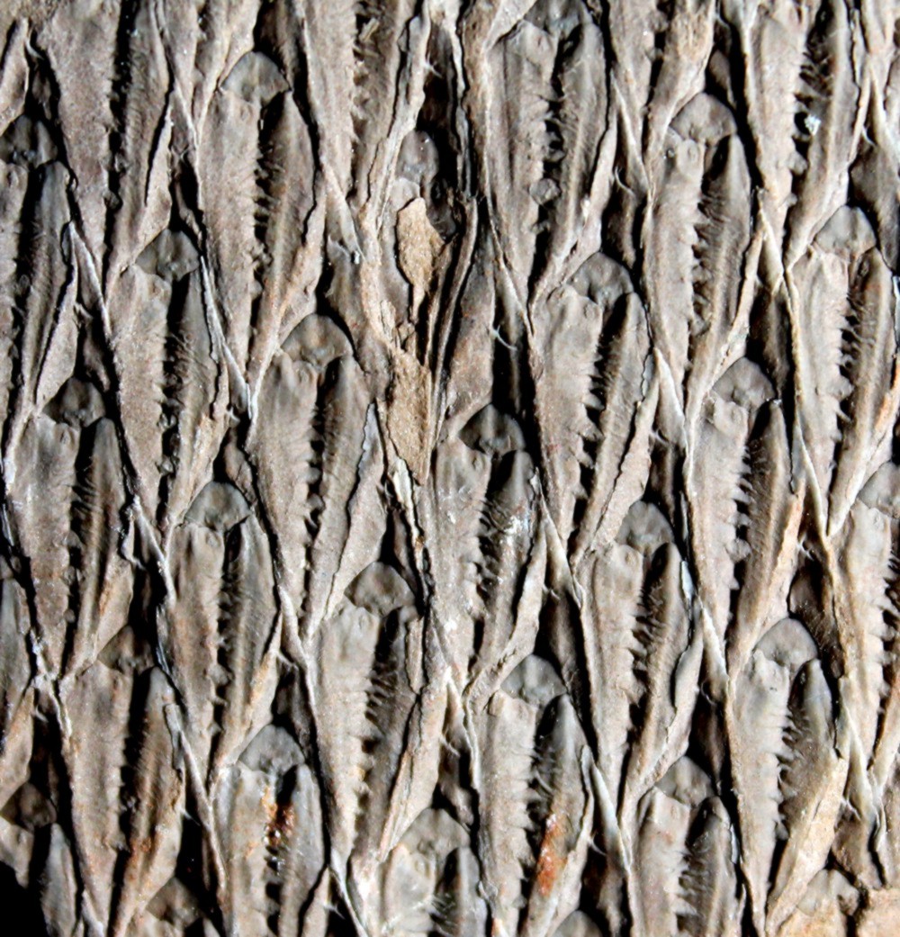  Lepidodendron