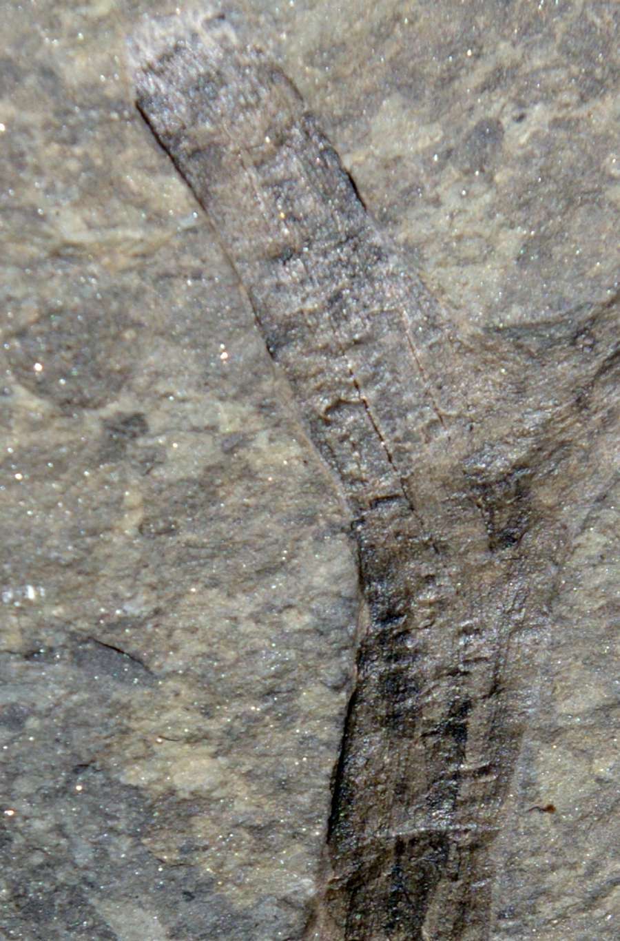 Devonian fossil plant