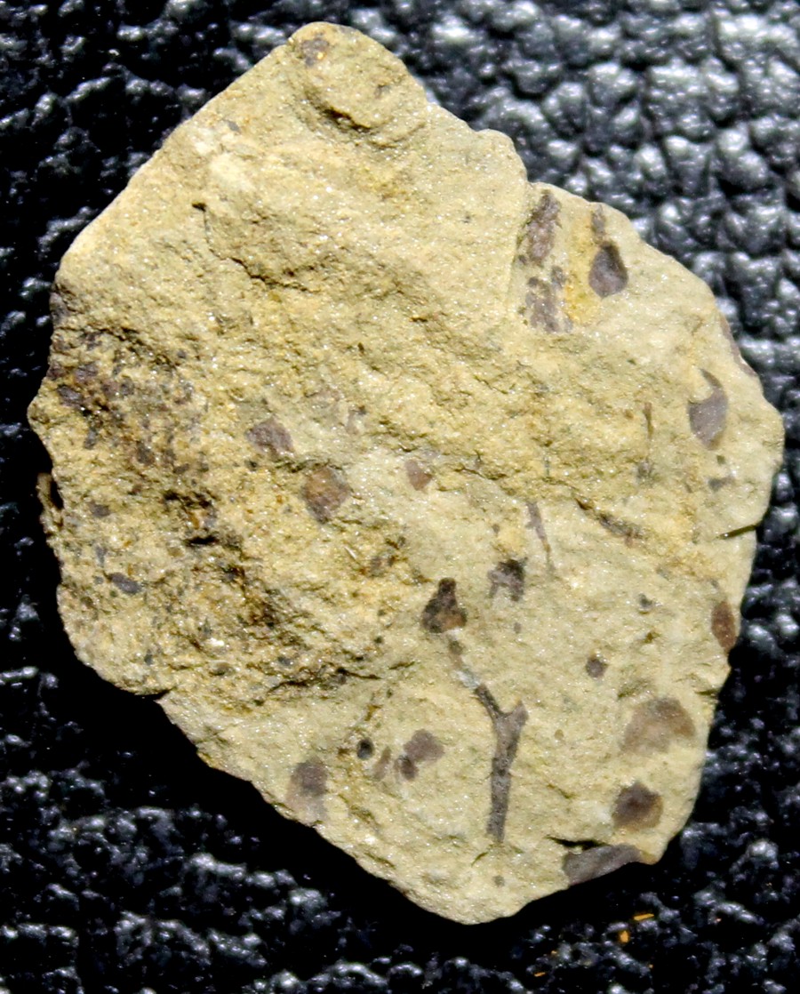 oldest fossil Silurian land plant