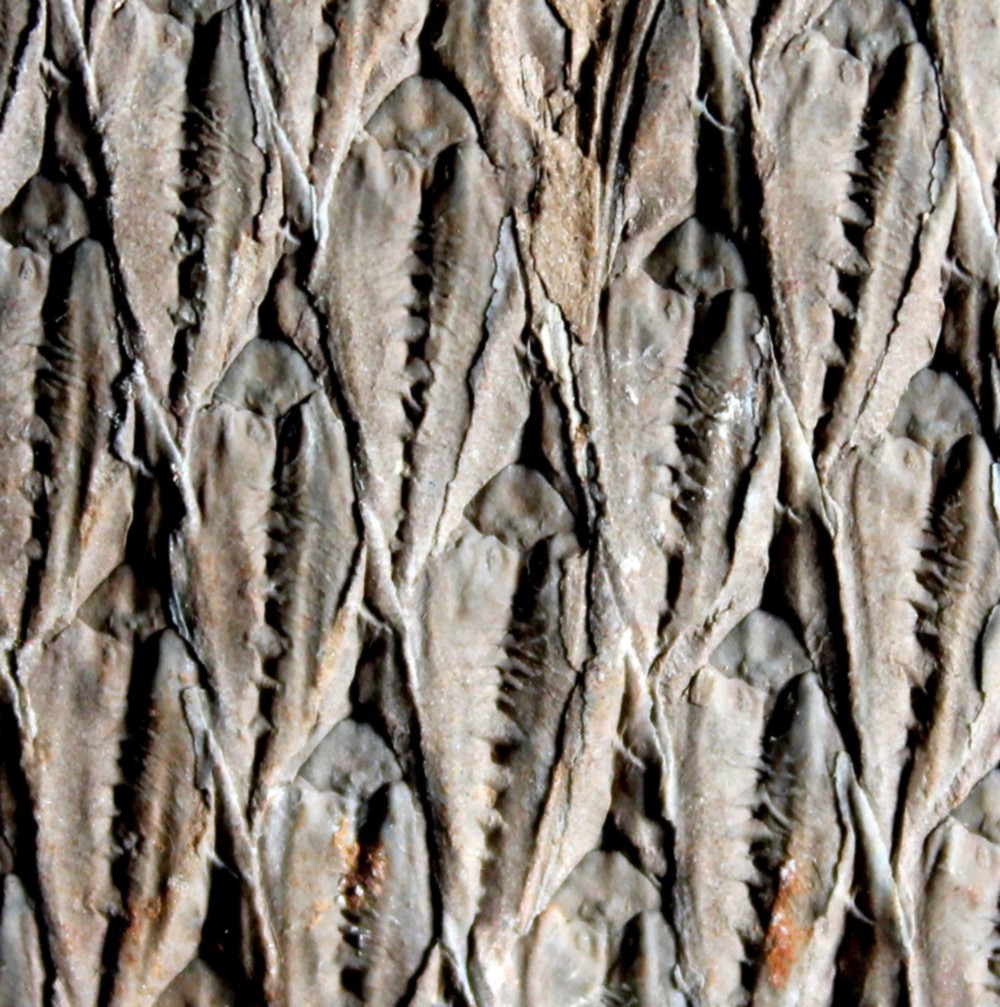  Lepidodendron