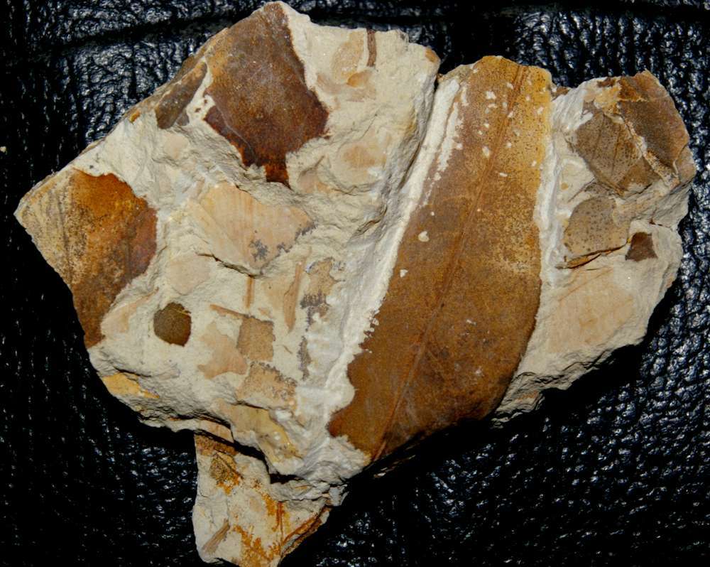 Miocene fossil leaf