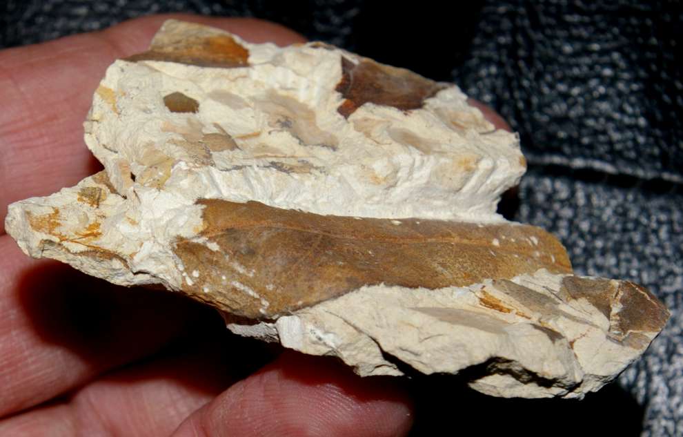 Miocene fossil leaf