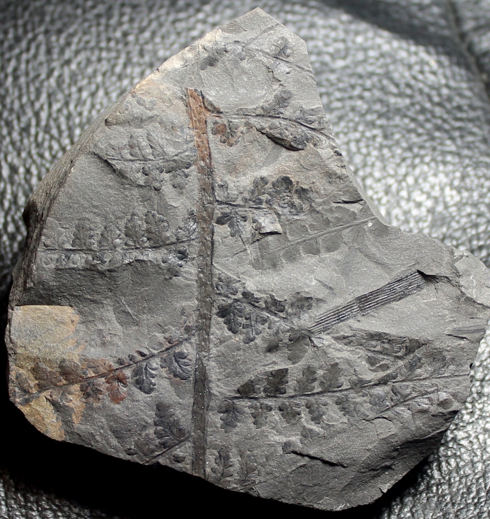 Sphenopteris  brongniarti