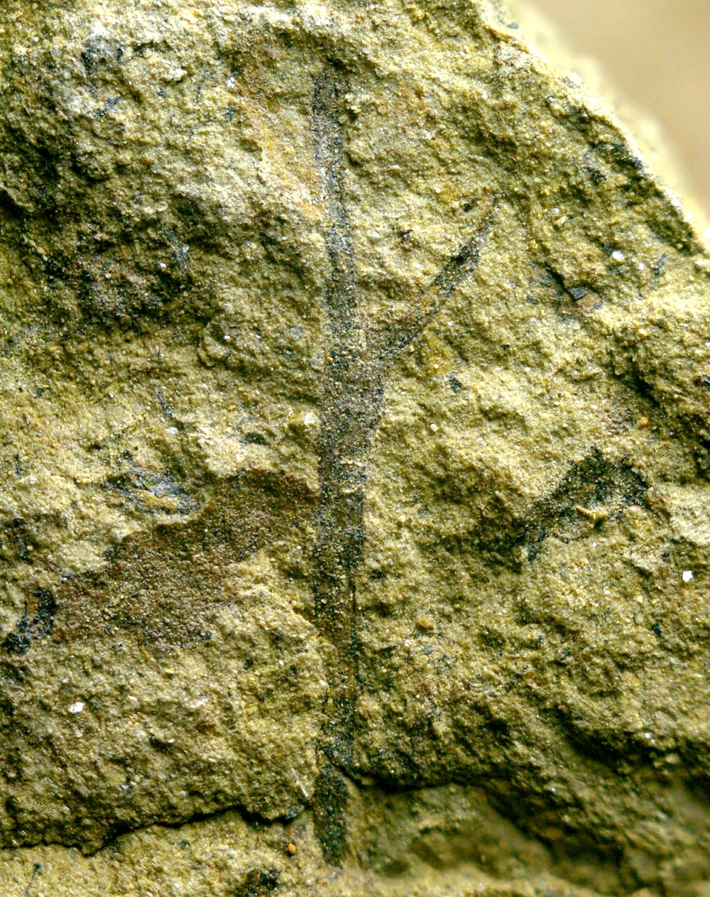 Cooksonia