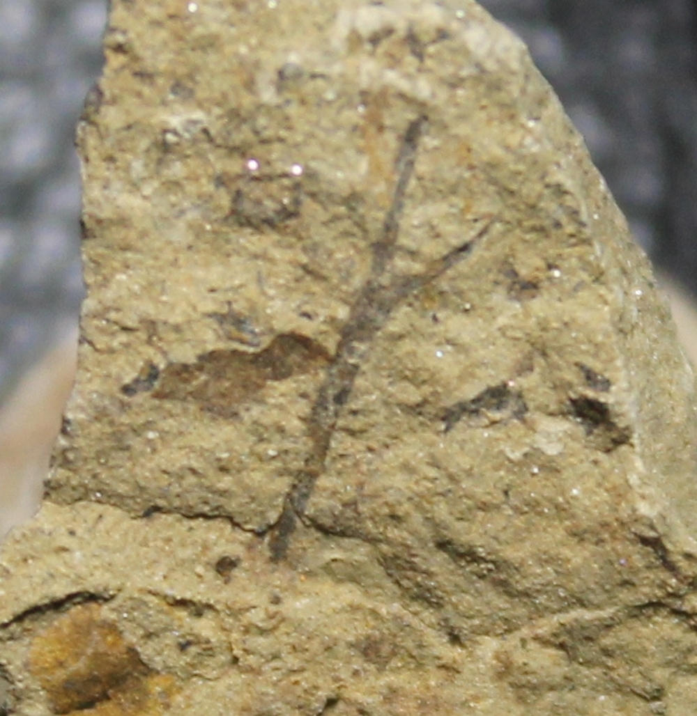 Cooksonia