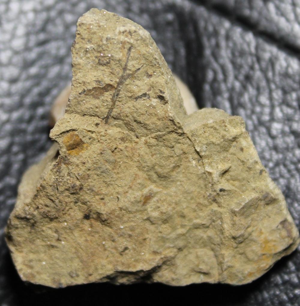 Cooksonia