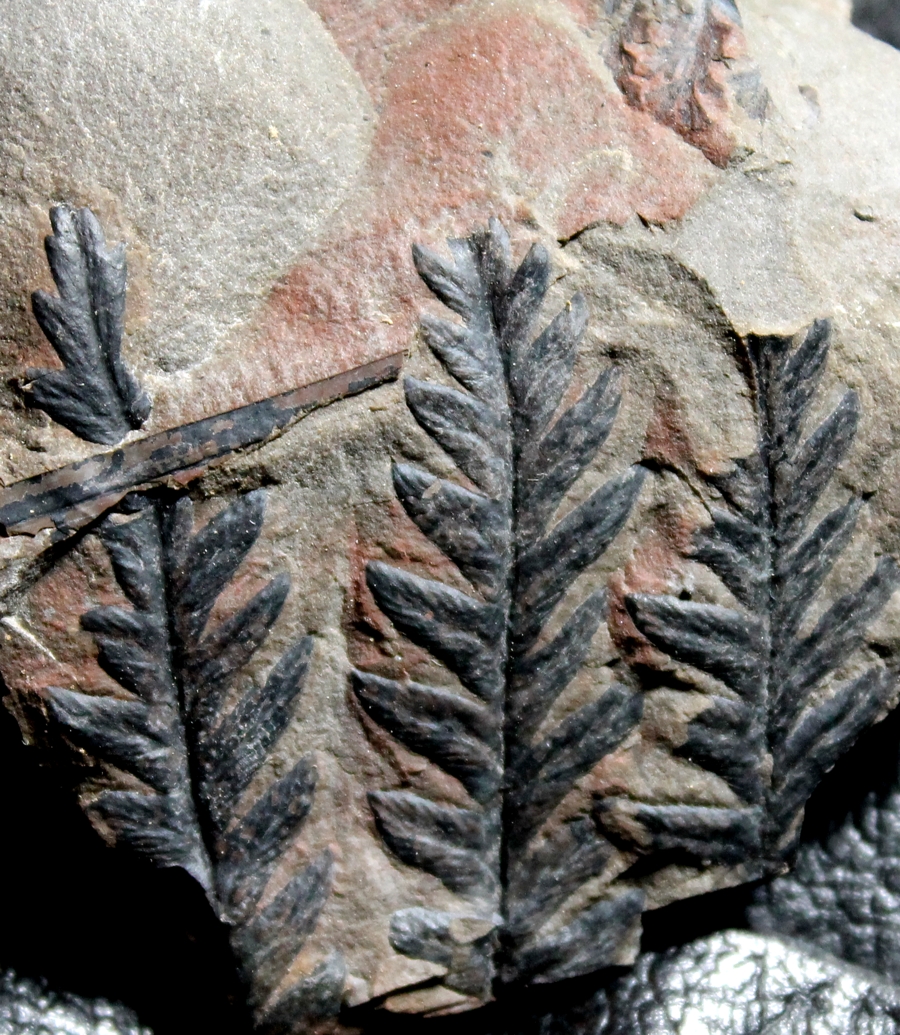 Carboniferous fern