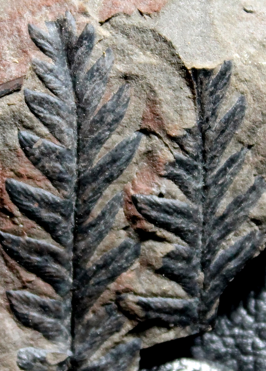 Carboniferous fern