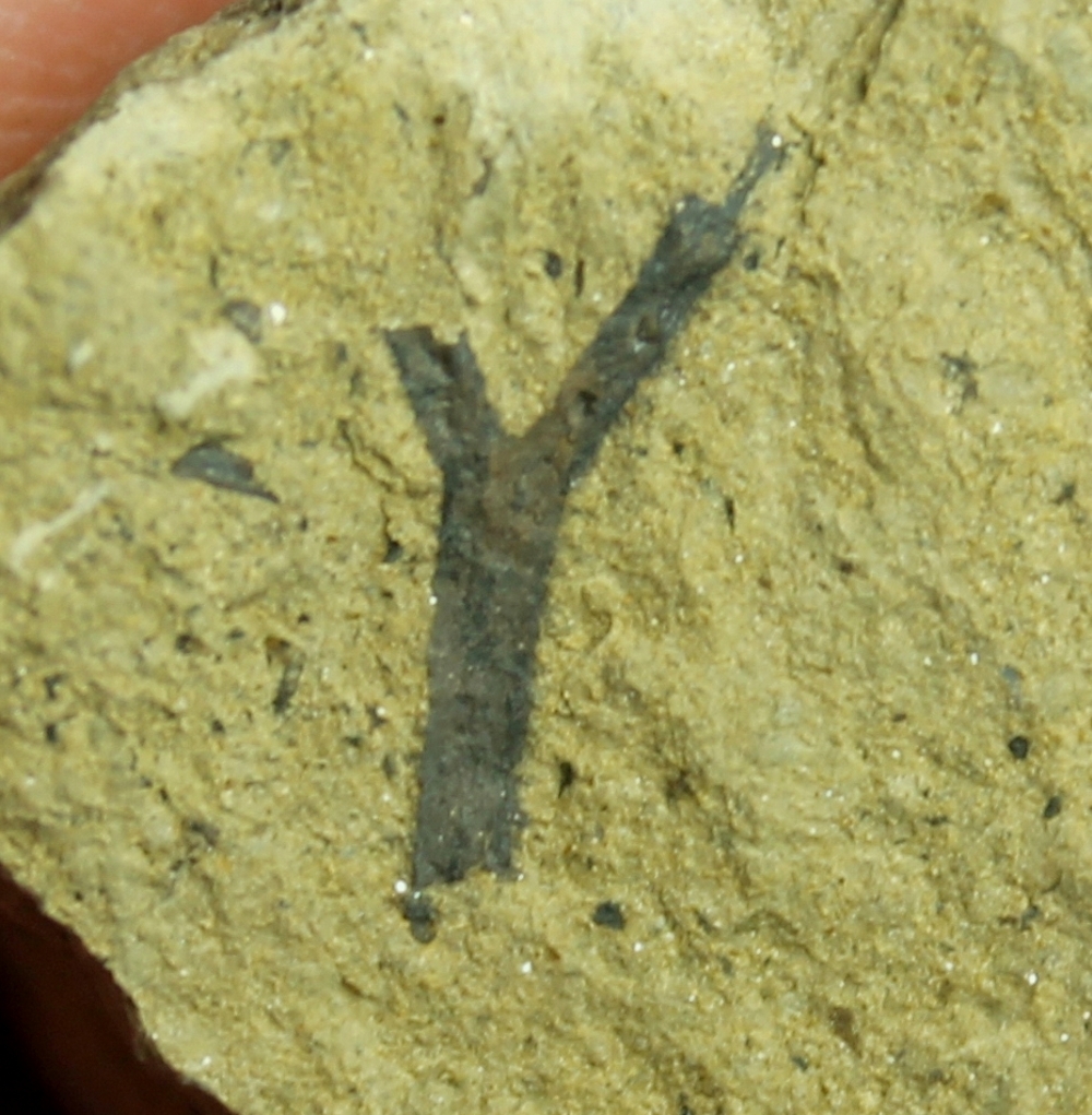 Cooksonia