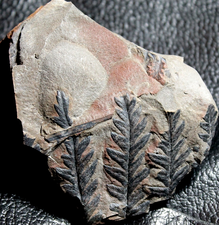 Carboniferous fern