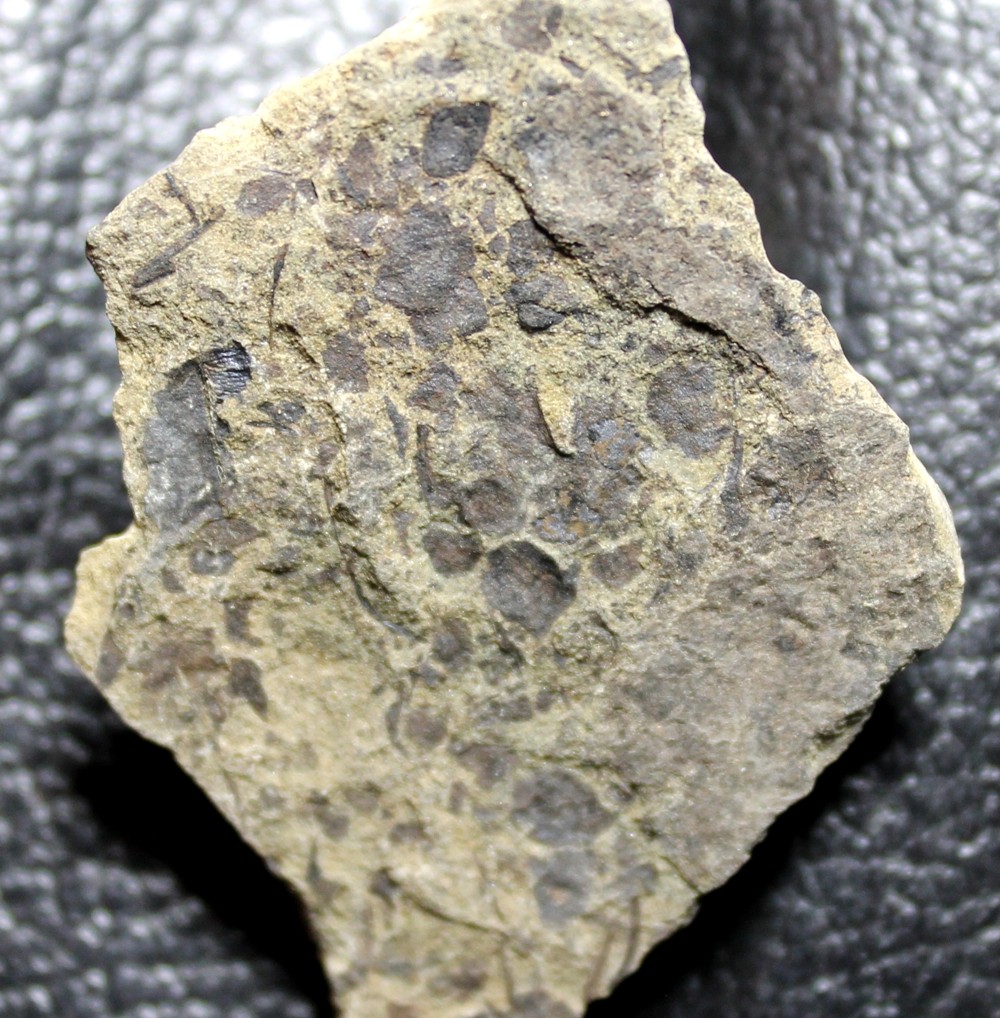 Cooksonia