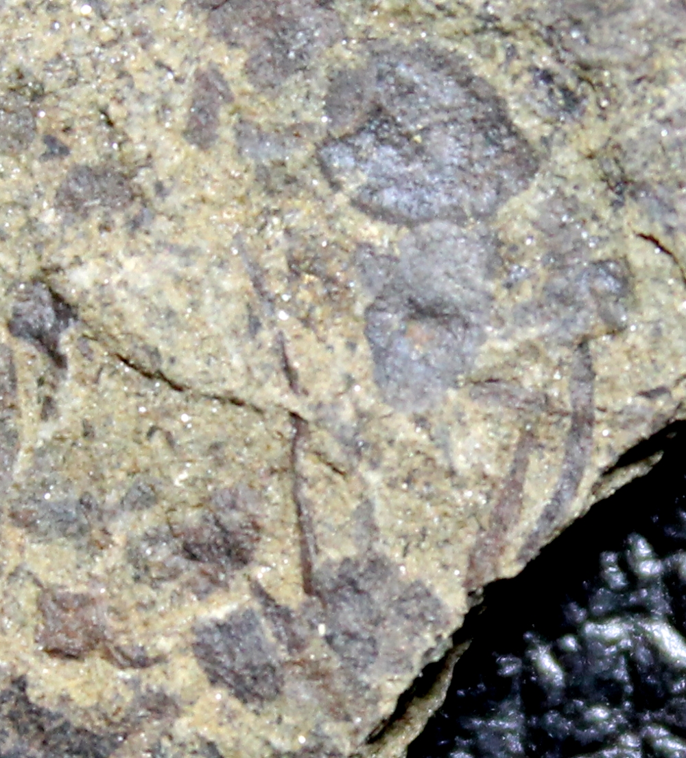Cooksonia