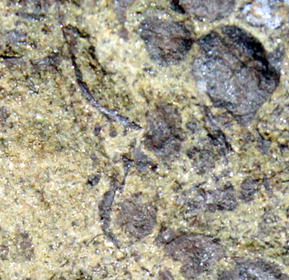 Cooksonia