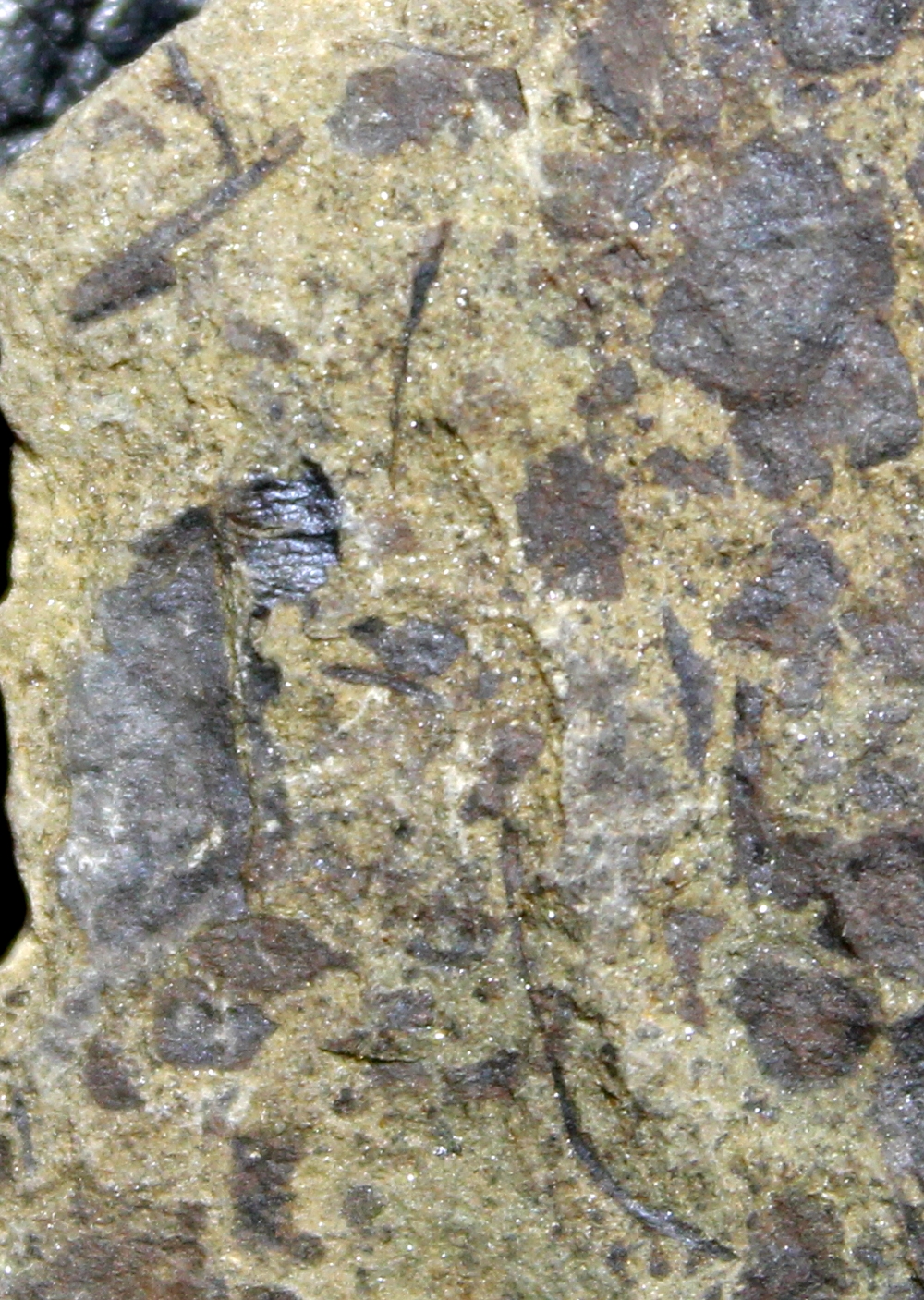 Cooksonia