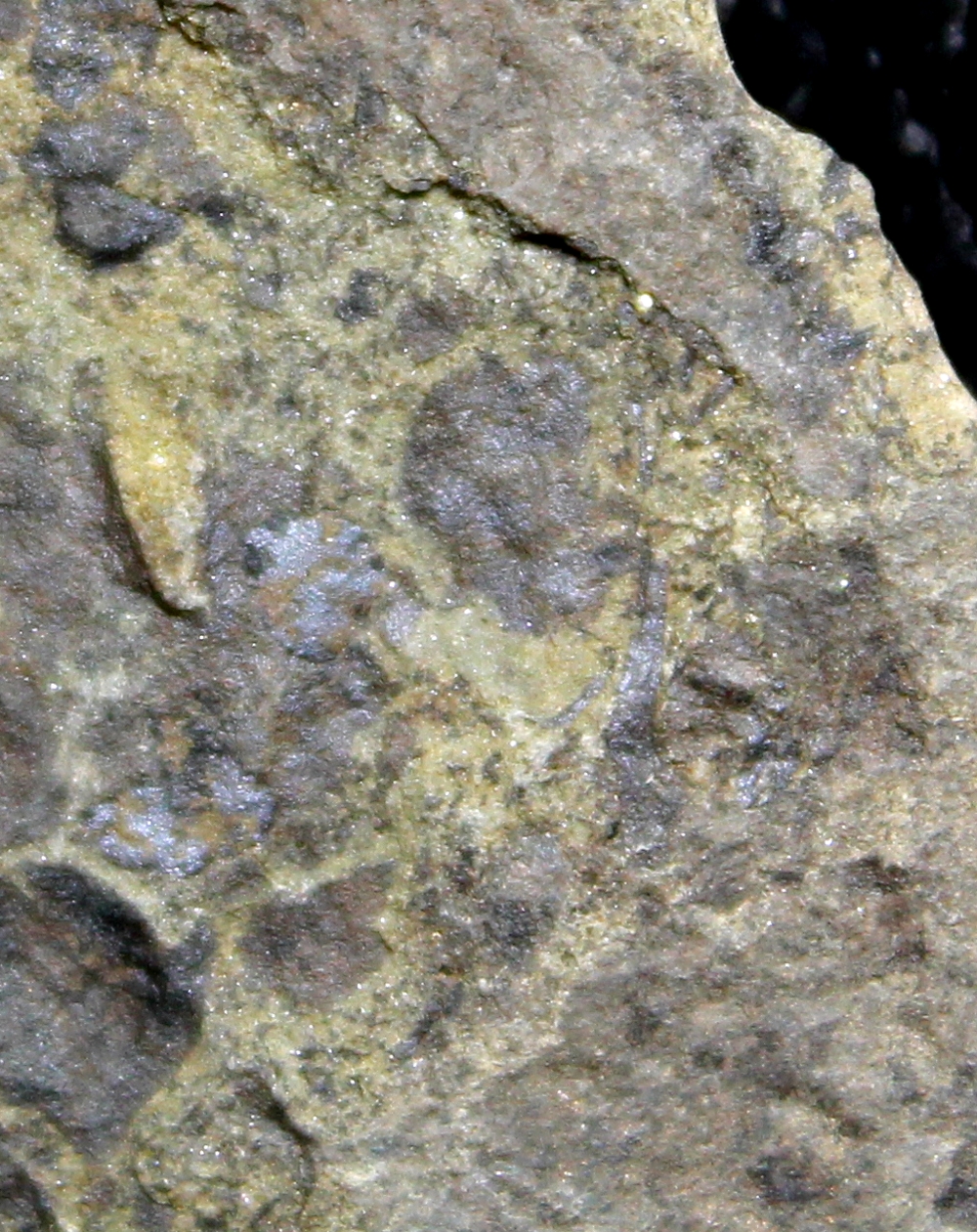 Cooksonia