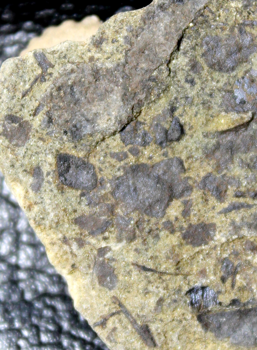 Cooksonia