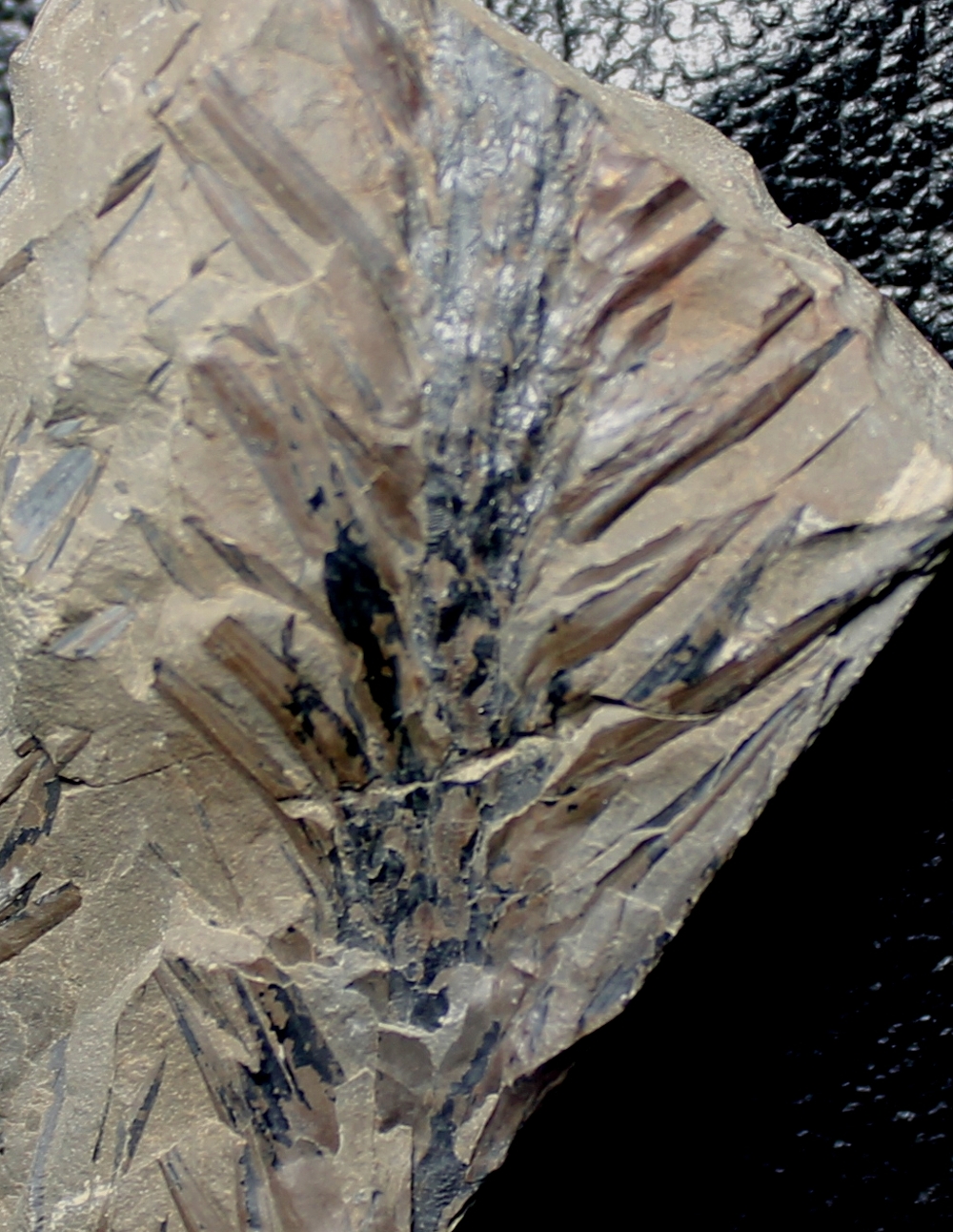 Lepidodendron lycopodioides